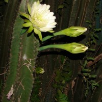 Cereus repandus (L.) Mill.